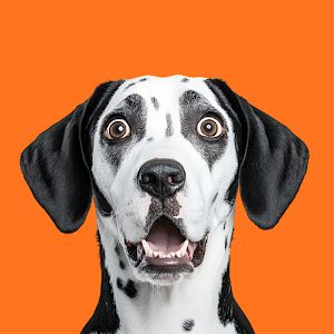 WildAnimalRanked
