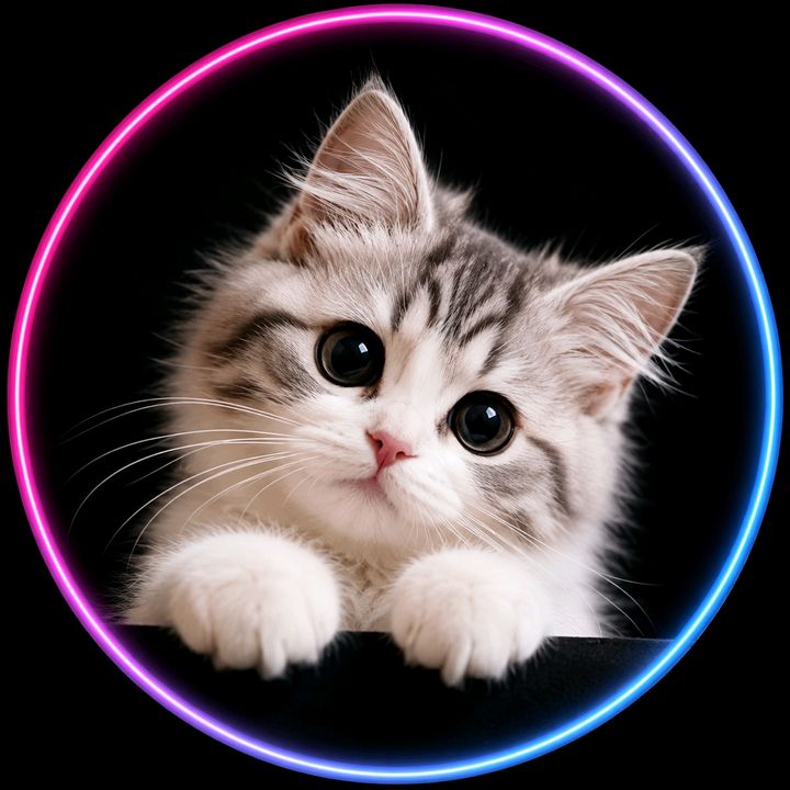 Meow Mania