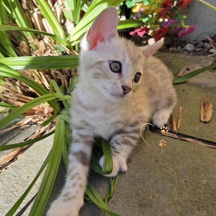 Purrfect Bengals🐾