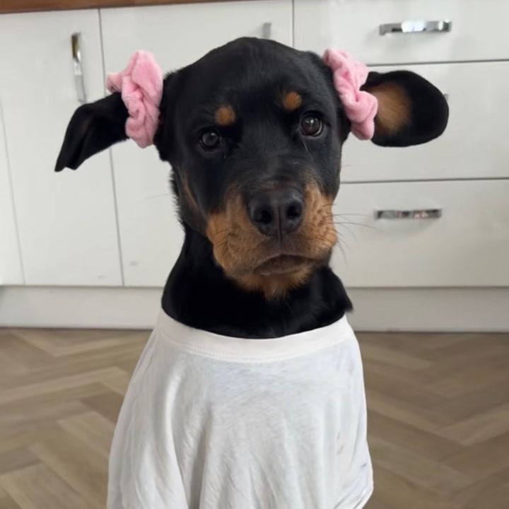 Rocky the Rottweiler
