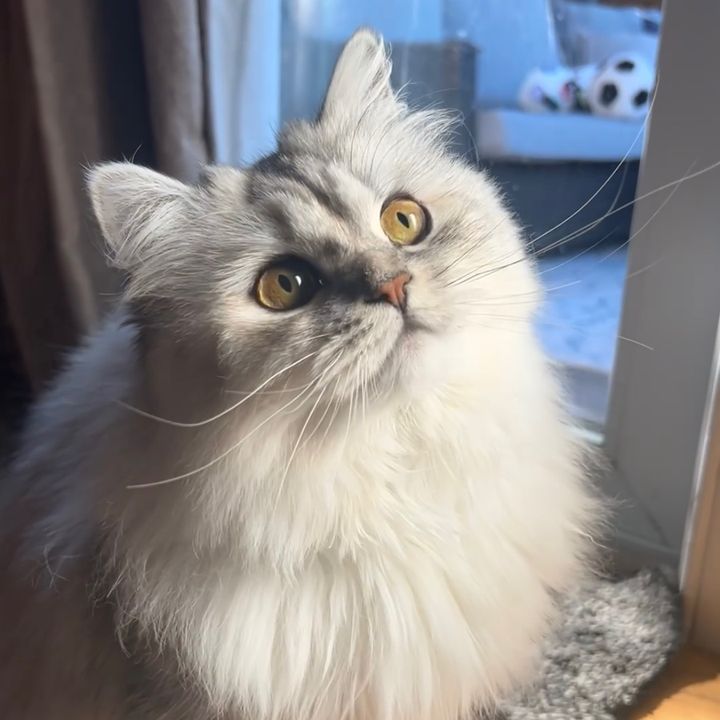PearlThePersian