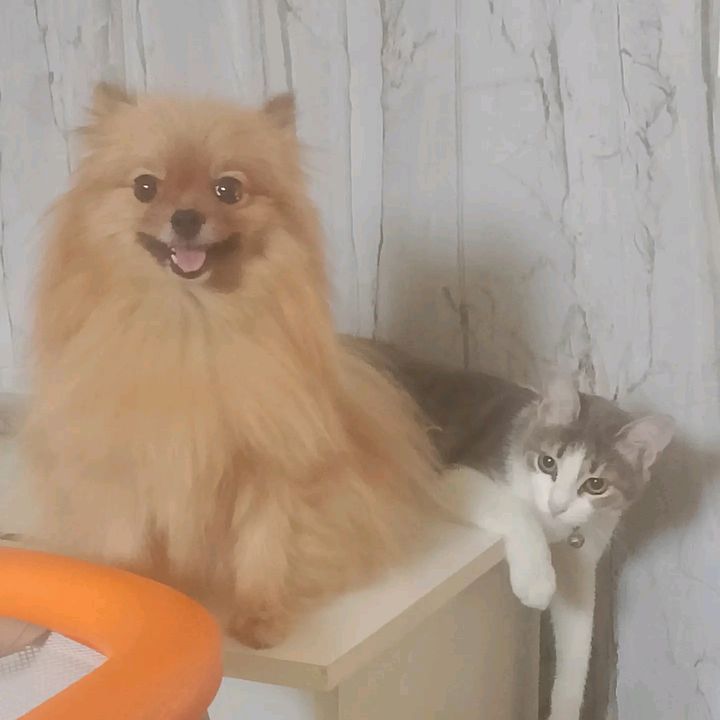 CAT LOVER