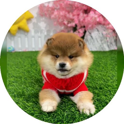 まねき柴ちゃん