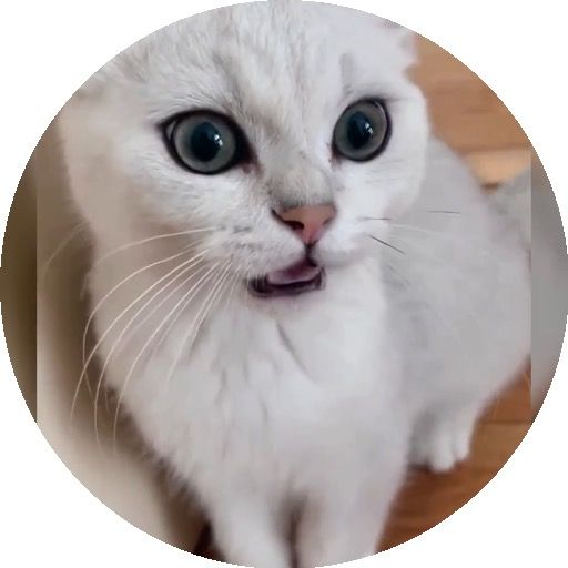 あまえんぼニャンコ