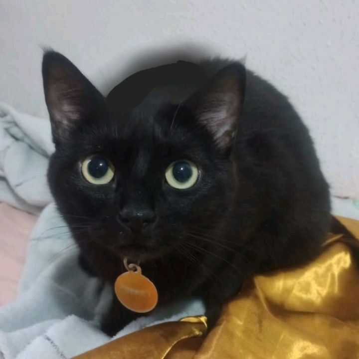 Cherry TikTok Shop 🐈‍⬛