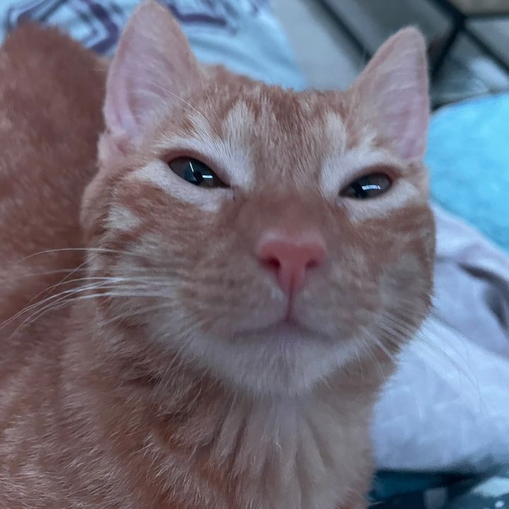 simba.le.ninja.