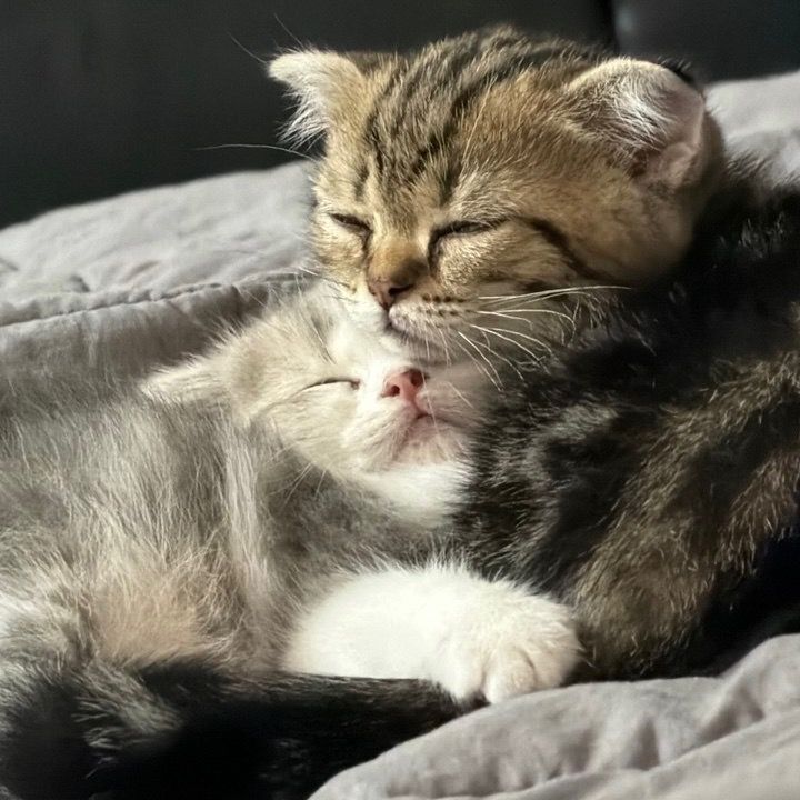Mochi & Kairo