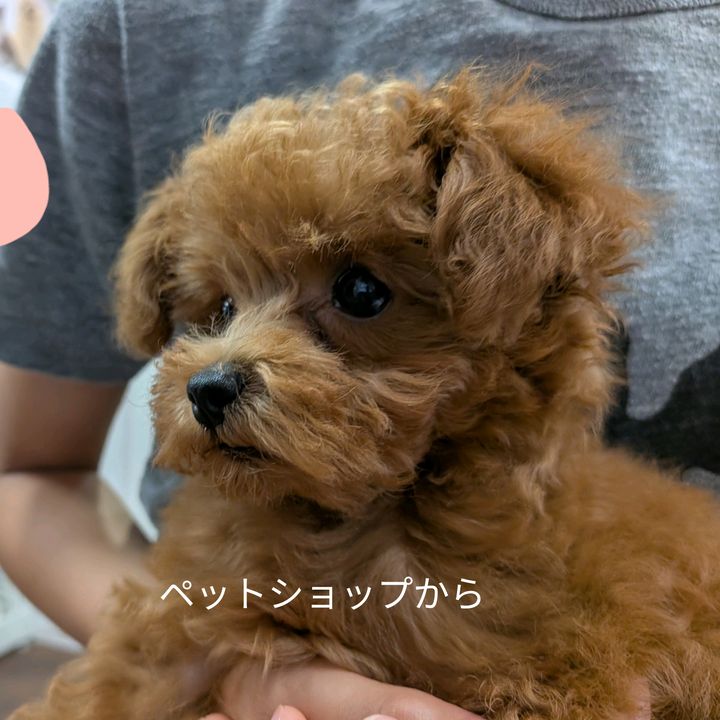 ピノ