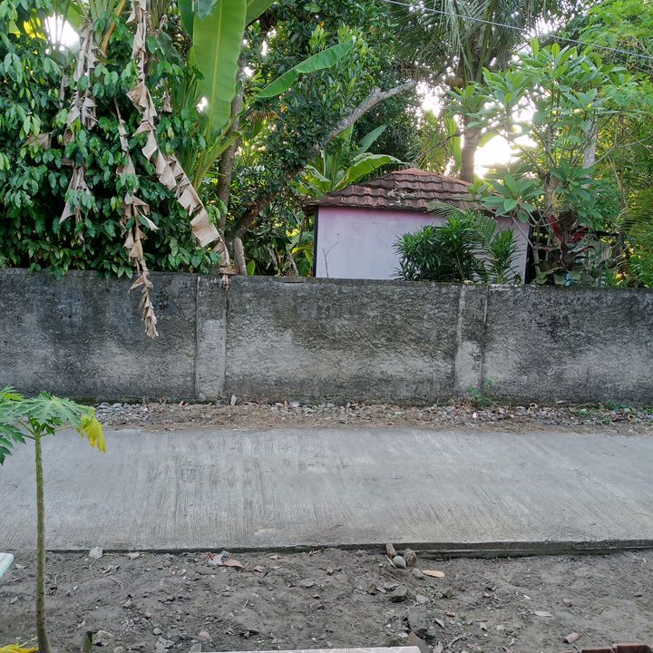 Caca wirda