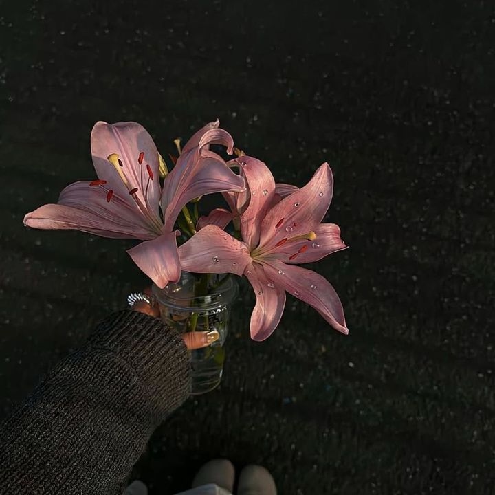 Cozy_flim_
