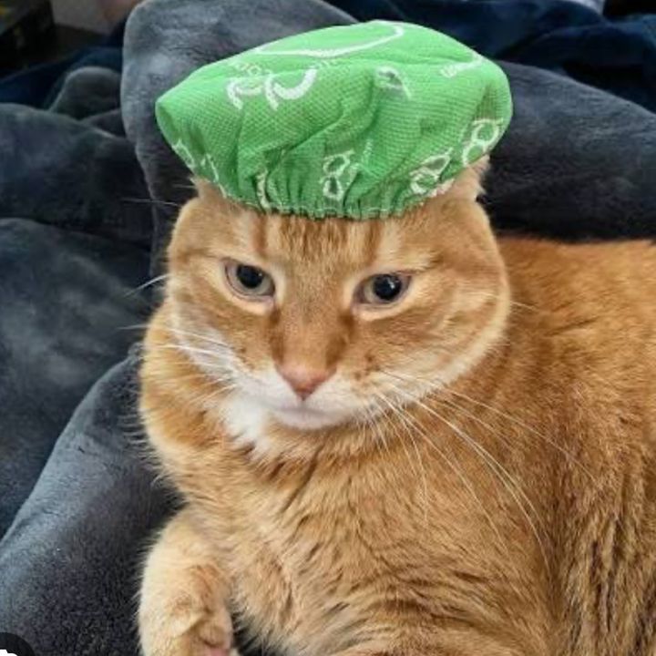 Dogs_cats