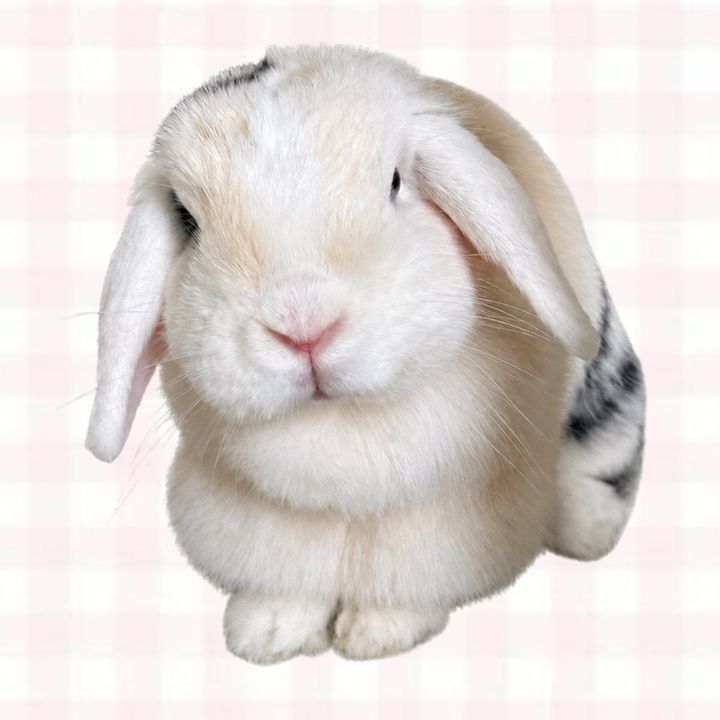 Willow | Holland Lop 🥬🐰