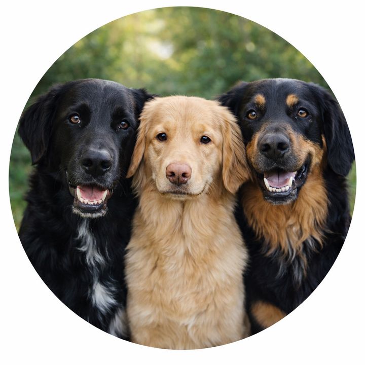 The3DogsCrew