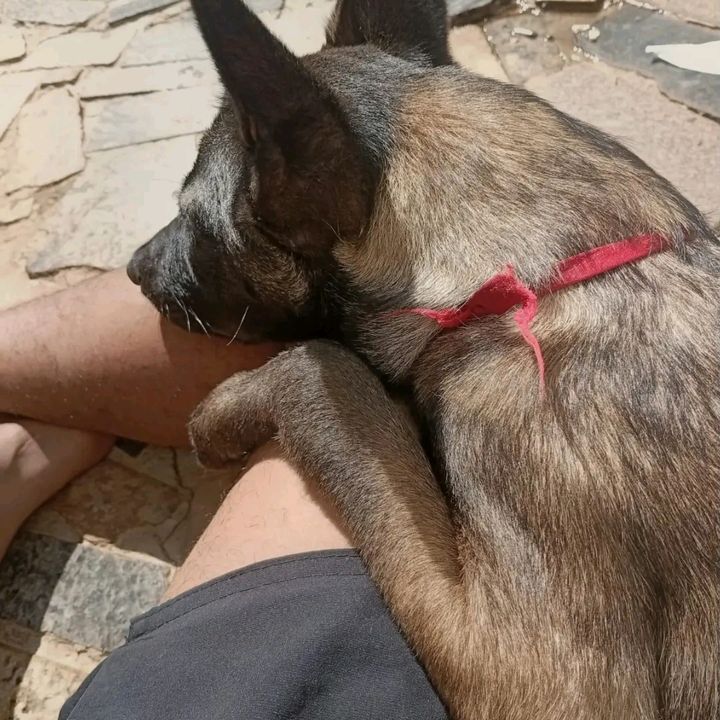 passarinho nino