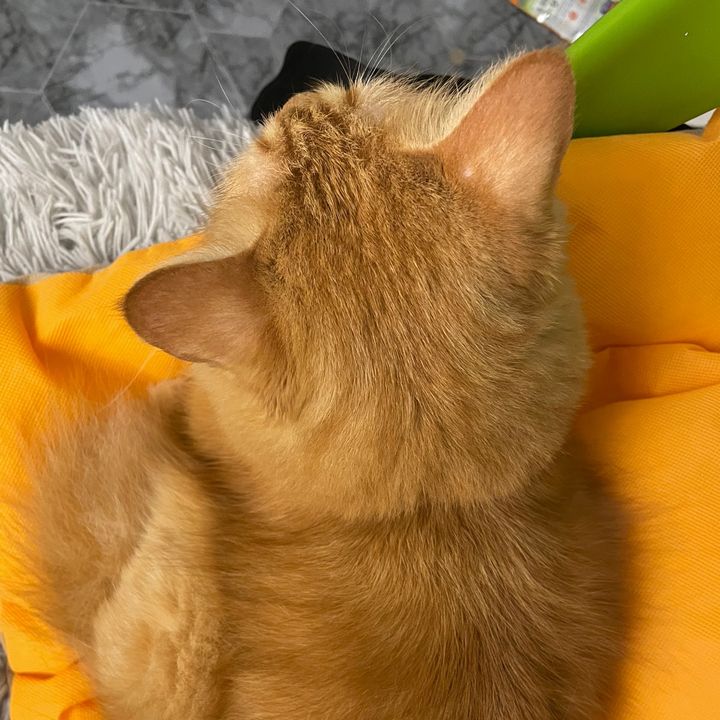 cocopeanut