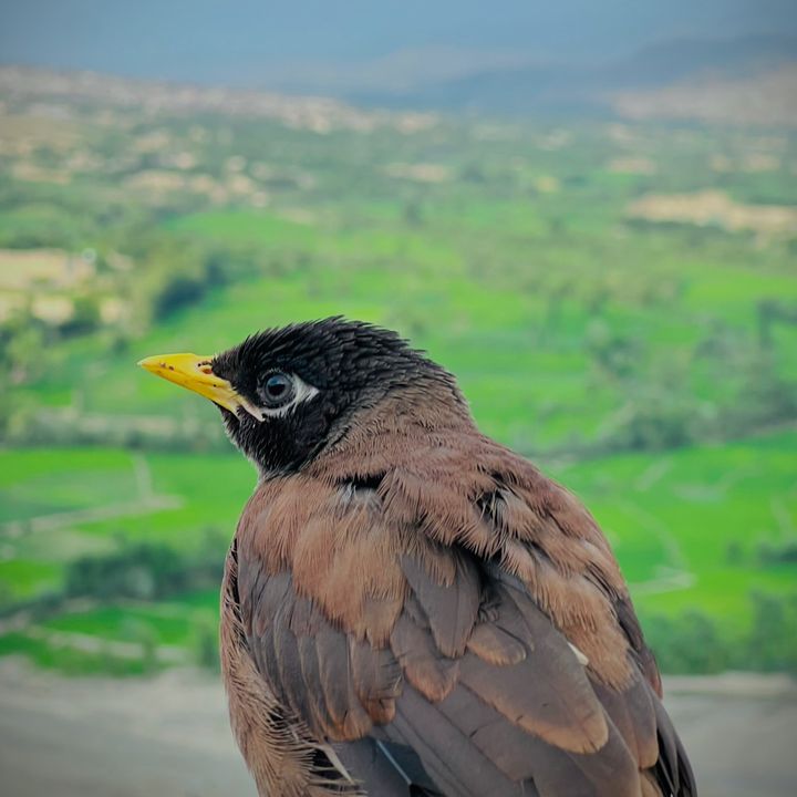 Myna Baba