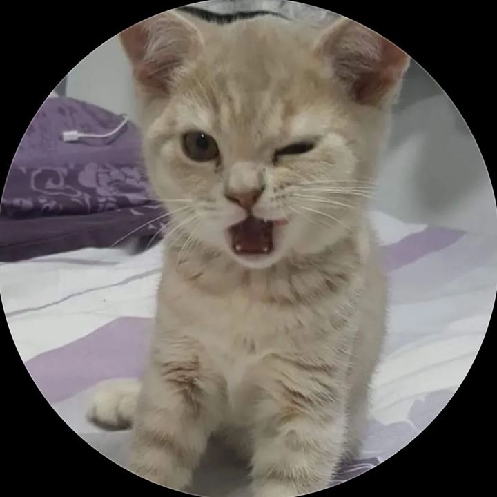 Lilysnow