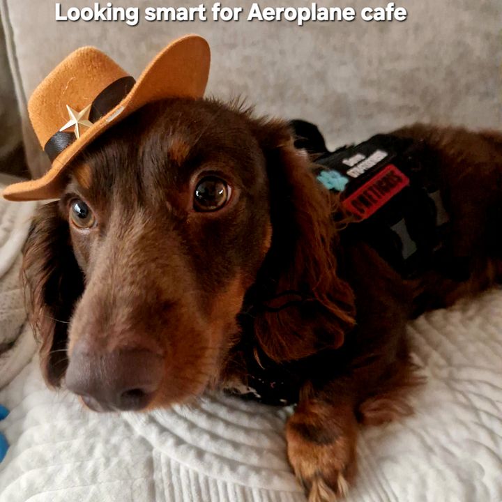 Dave the dachshund adventures