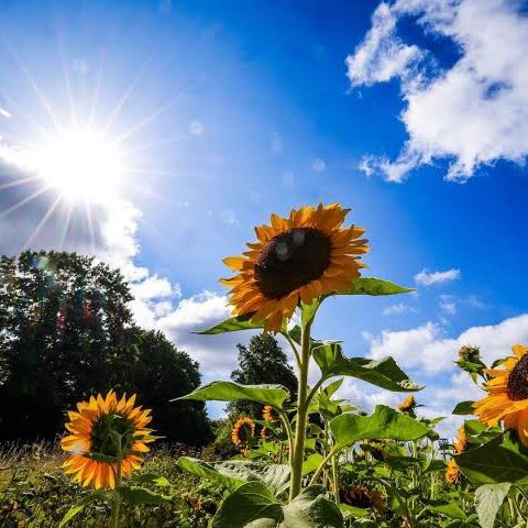 enquezz0