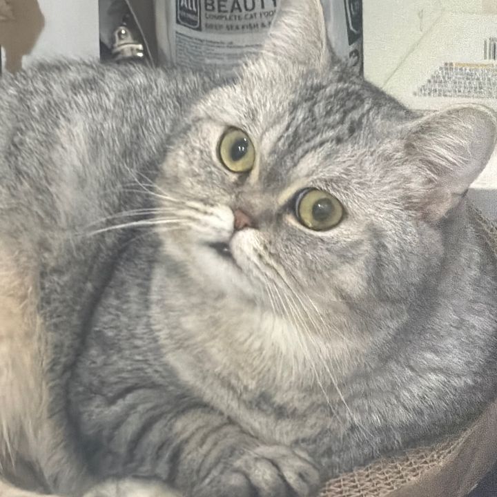 hewoo pecccohh