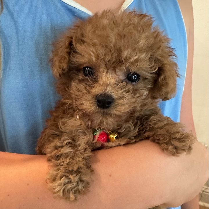 Hazel Raine 🐾