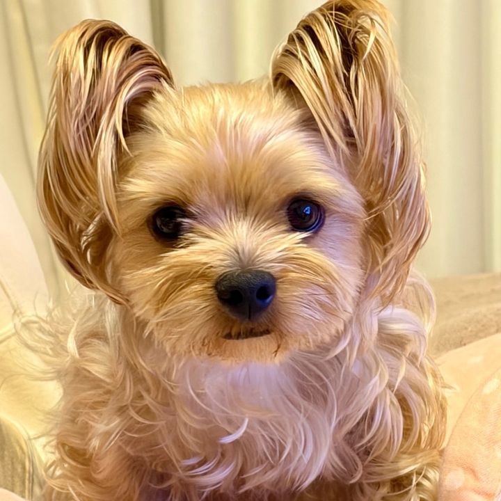 あんチャン🐶