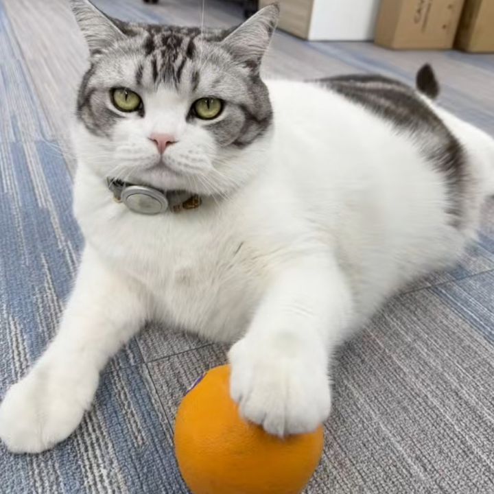 CatMomFinds