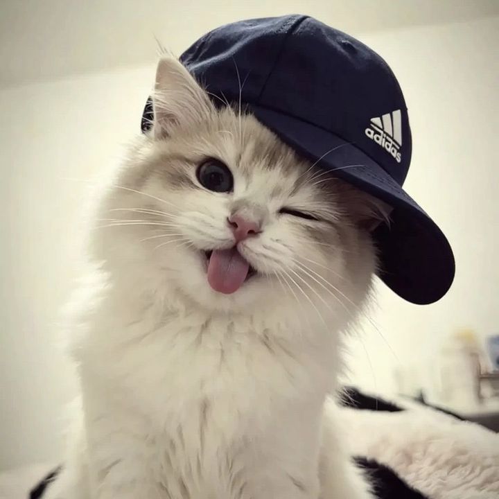 CatarineLisandra54