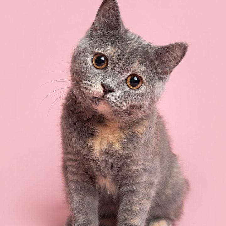 Koolette_the_IDGAF_Cat