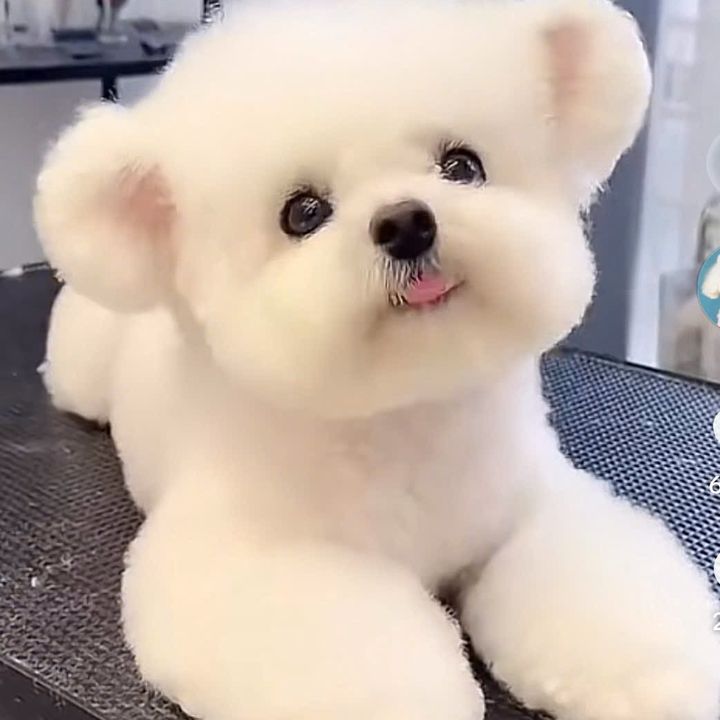 Thú Cưng