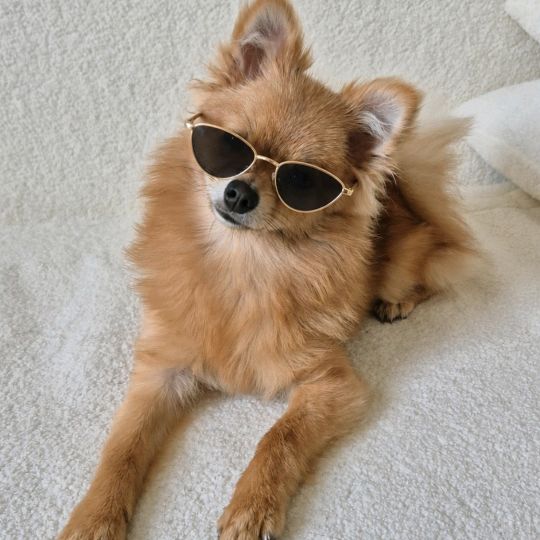 Lily Daily🐾