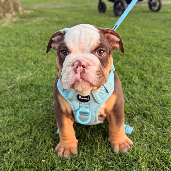 Beef the Bulldog