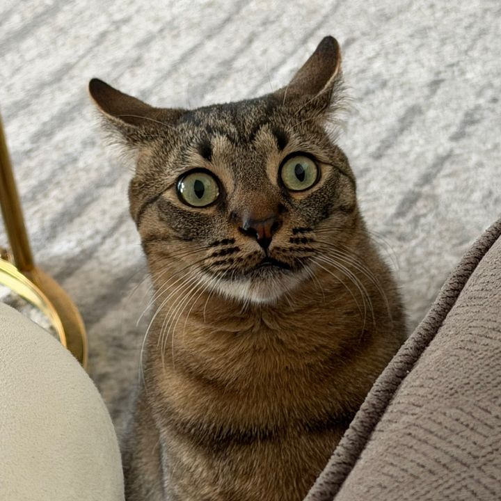 Danita-Milo