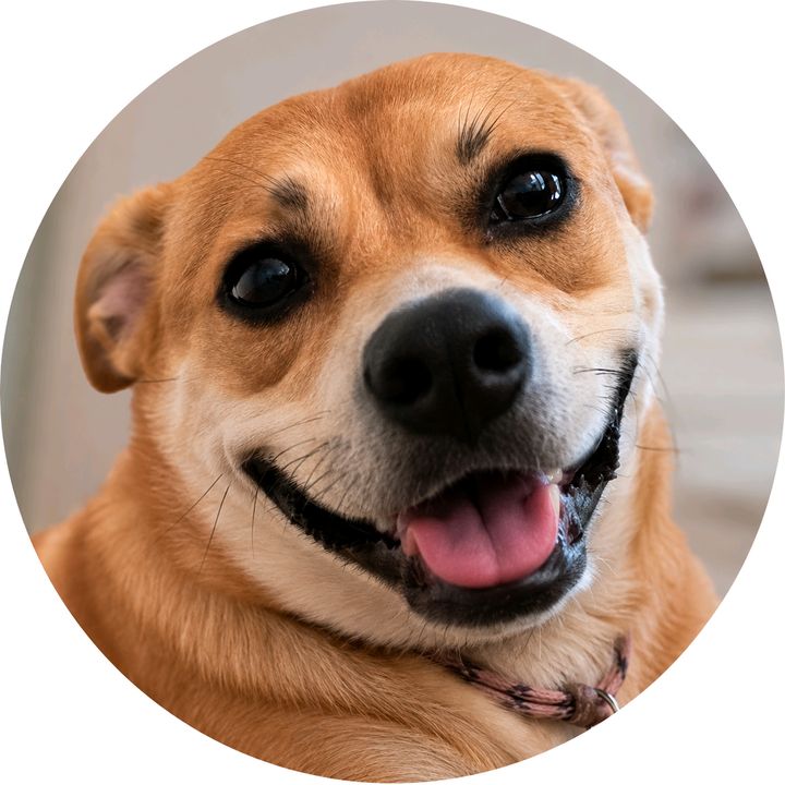 Dog Trends