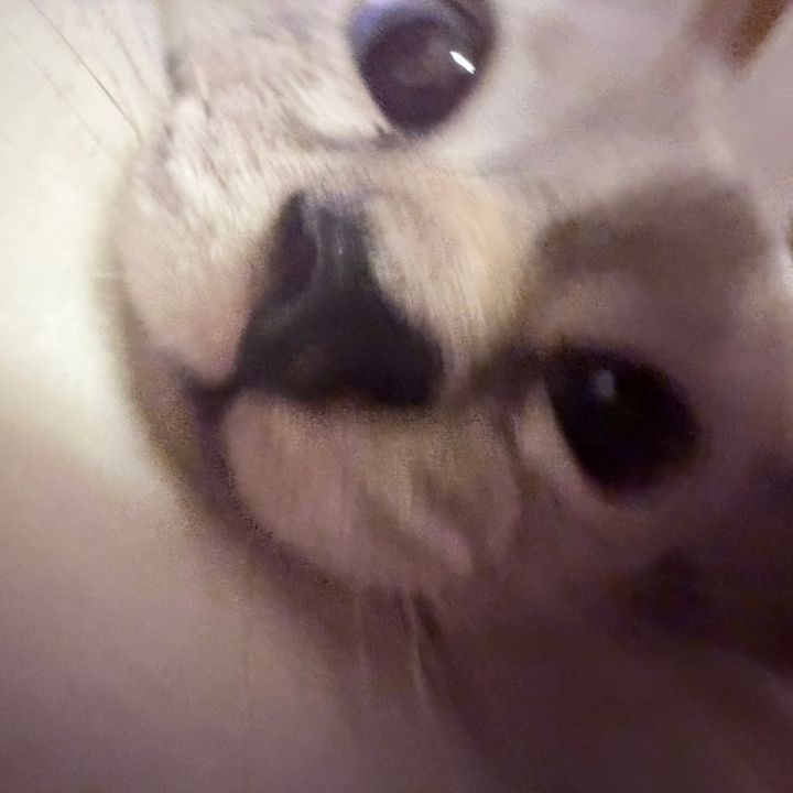 froyothecat