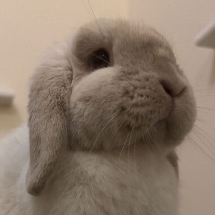 Flopsy