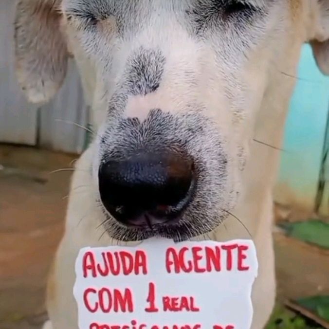 AjudeCachorrinhos