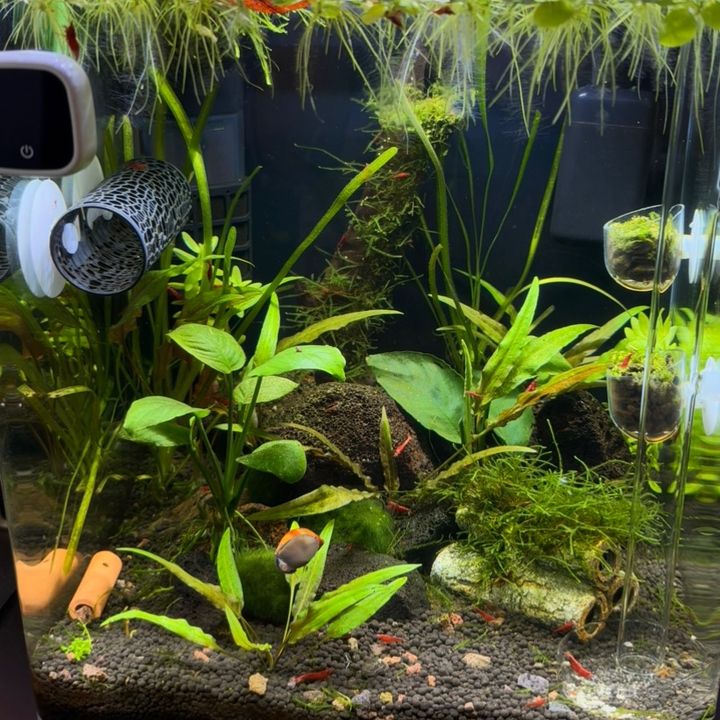 Tiny Nano Tank | 🐟🌿