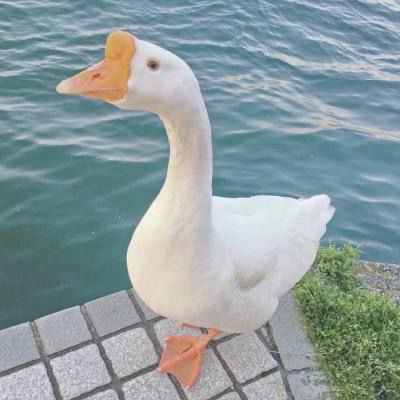 BellaSky