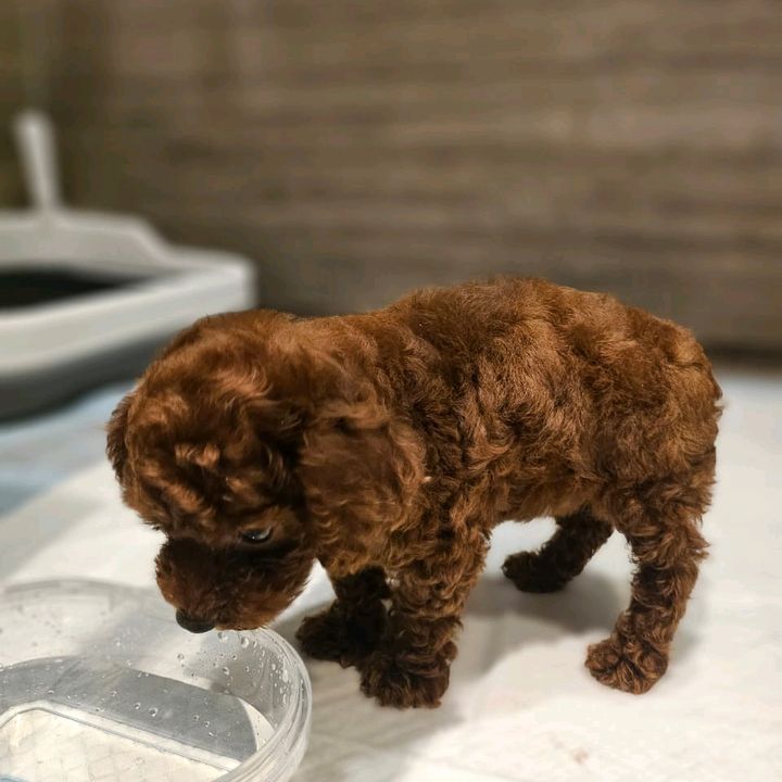 Peanut