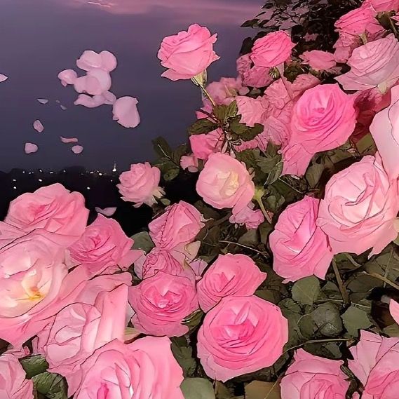 andersonchloe26