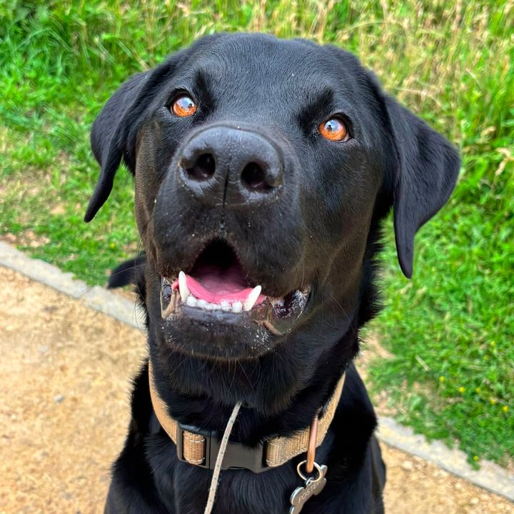 Hudson The Lab
