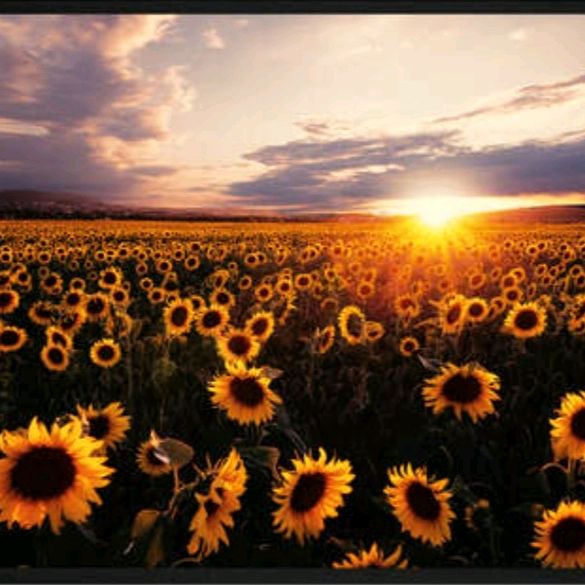 Sunflower 🌻