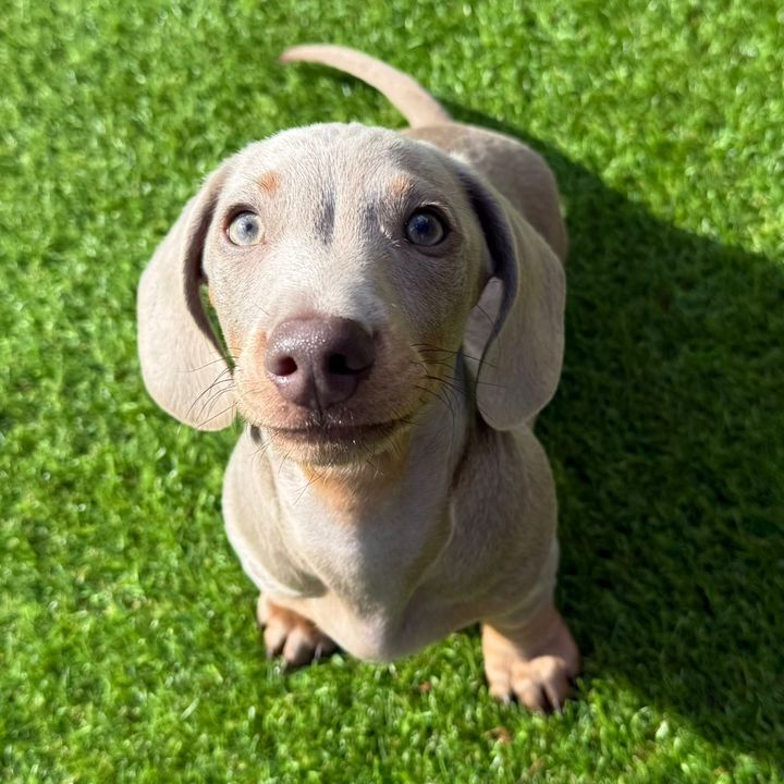 pepethepup