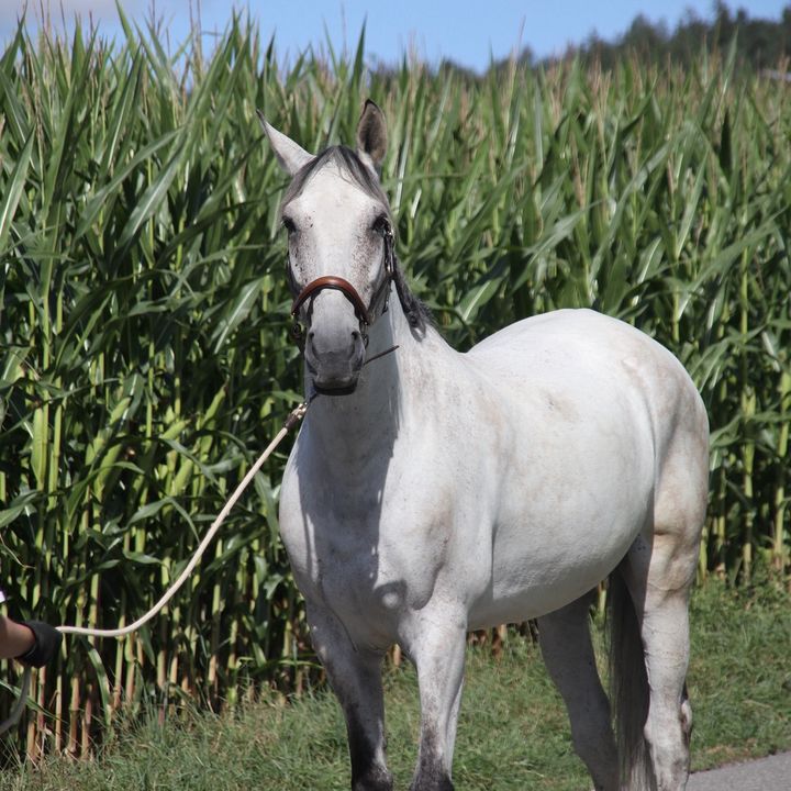 Malis_horseworld