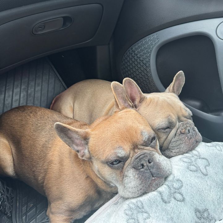 Frenchie-Love ❤️