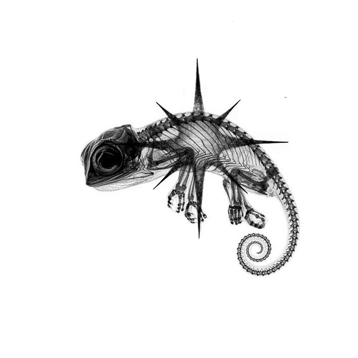 velnox