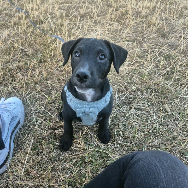 Ollie the Wollie