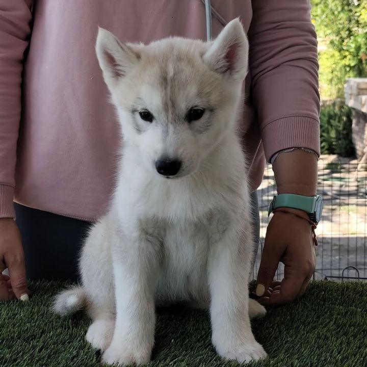 Eriel, la husky 🐾