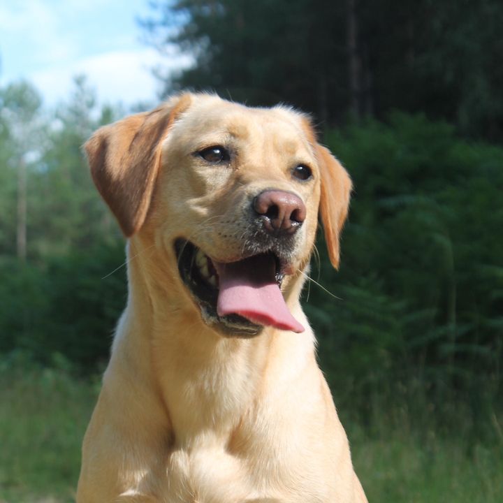 Pippin the Labrador